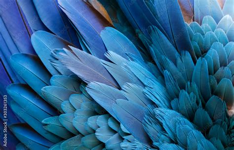 Bird Feathers Close Up