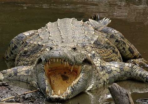 Animal Planet: Crocodile