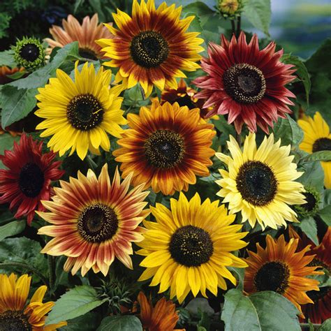 Annual Sunflower Planting Depth