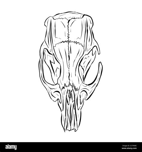 Black Line Art Sketch of an Animal Skull On White Background Stock Photo - Alamy