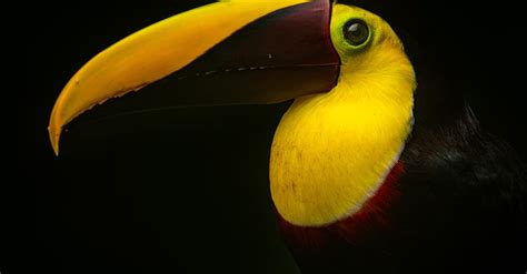 Close up of Toucan Beak · Free Stock Photo