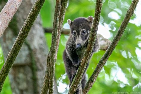 Costa Rica Wildlife: Where to See These 19 Animals in the Wild ...