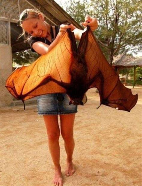 The Giant Golden-Crowned Flying Fox, The Largest Bat In The World