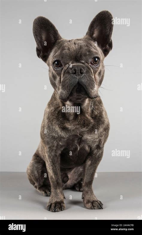 Male French Bulldog, UK Stock Photo - Alamy