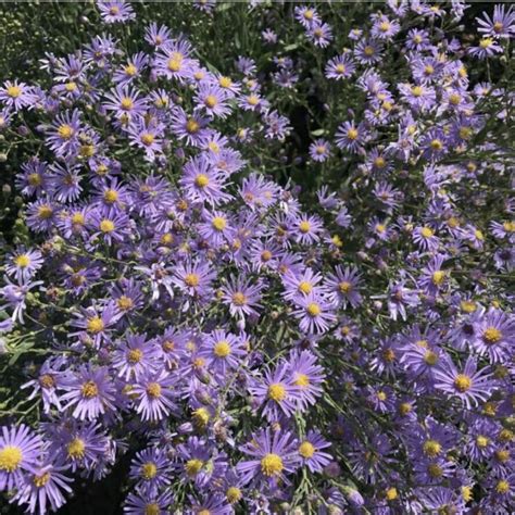 Smooth Blue Aster - Symphyotichum laeve - Great Basin Seeds