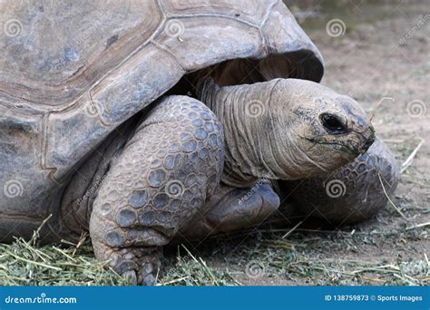 Aldabra giant tortoise editorial stock photo. Image of conservation - 138759873