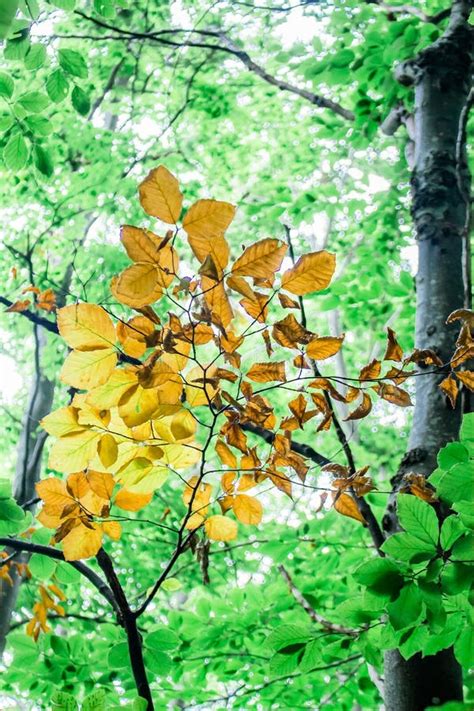 Beech leaves stock photo. Image of leaves, branch, background - 232417782