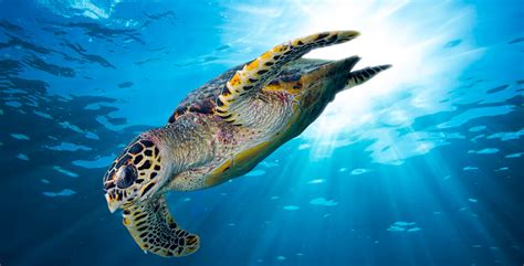 Hawksbill Sea Turtle / Hawksbill Sea Turtle - The reptile has powerful toothless jaws and a ...