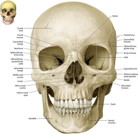 Anterior view | Anatomia, Teschi, Disegni