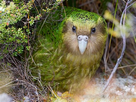 Kakapo - eBird