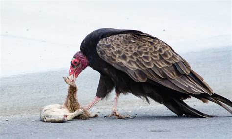 Turkey Vulture Pictures - AZ Animals