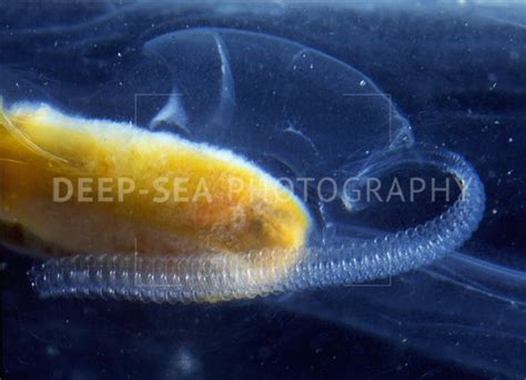 Oceanic salp - Deep-Sea Photography