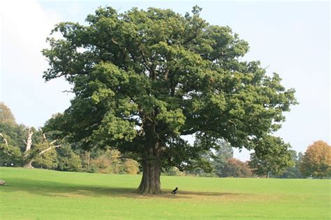 Oak Tree | Oak tree in Elmdon Park, Solihull | MunstiSue | Flickr