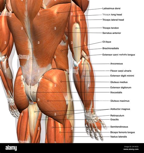 Muscles Of The Back Chart - Intermediate back muscles and c.