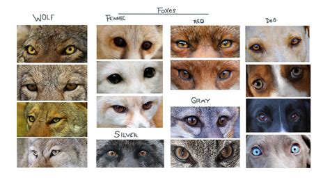 Werewolf Eye Color Chart