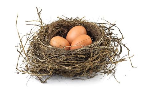 Bird nest stock image. Image of three, studio, isolated - 10969587