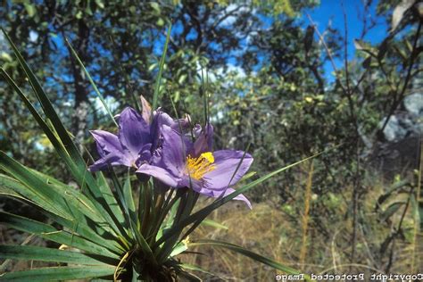 Flowers plants photos brazil