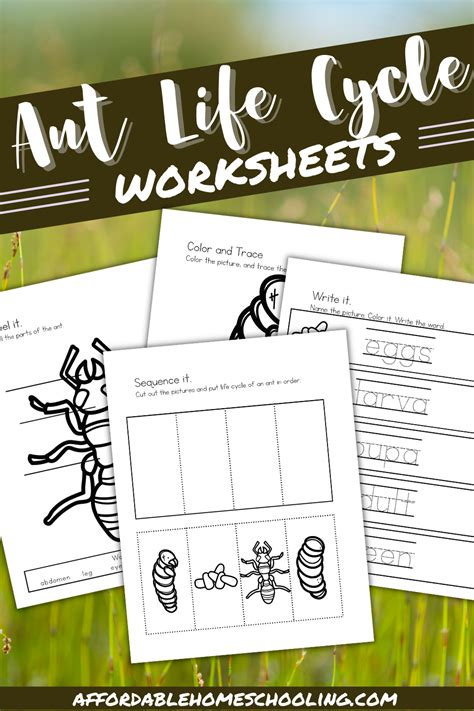 Printable Ant Life Cycle Worksheets