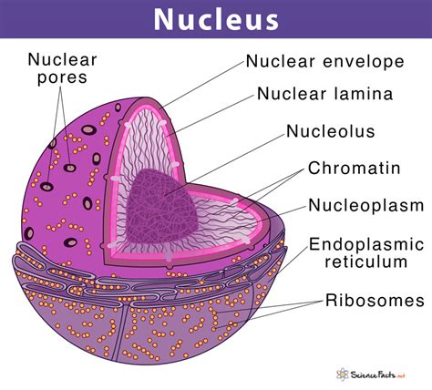 Cell Nucleus: Definition, Structure, & Function, with Diagram