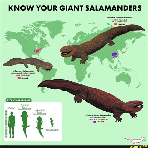 KNOW YOUR GIANT SALAMANDERS Japanese Giant Salamander (Andrias joponicus) NEAR THREATENED ...