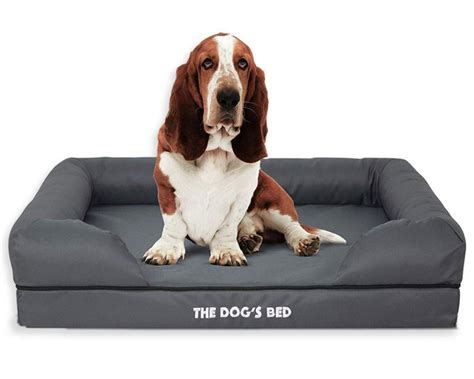 12 Best Orthopedic Dog Beds for Arthritis - Hey, Djangles.