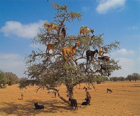 goats in argan tree | Argan tree, Mind blowing pictures, Goats