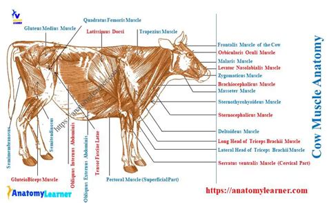 Cow Muscle Anatomy - Bovine Myology Identification » AnatomyLearner >> Veterinary Anatomy Study ...