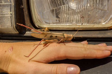 Roaches in a Car. How to Get Rid of Cockroaches