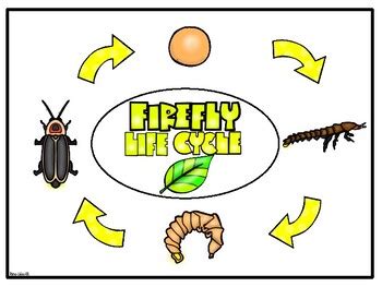 Life Cycle Of A Firefly Firefly Life Cycle Wheel Firefly