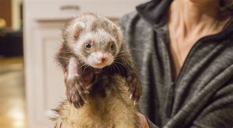 Is your new fuzzy baby ferret fully protected from distemper and rabies ...