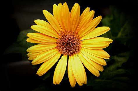 Yellow Gerber Daisy by designerfied on DeviantArt