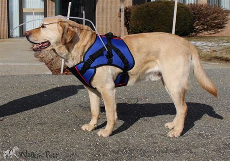 Walkin Blind Dog Halo | Dog Wheelchairs, Dog Carts, Handicapped Pets Canada