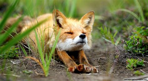 Cute Baby Fox Wallpaper | Wallpapers Gallery