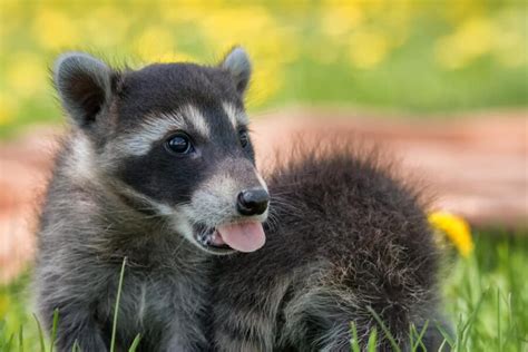 Help Reuniting a Raccoon Baby with its Mother – Greenwood Wildlife Rehabilitation Center