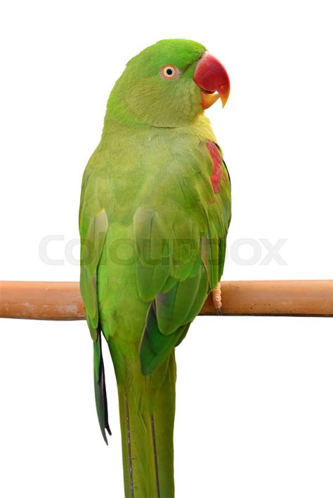 green parrot bird | Stock image | Colourbox