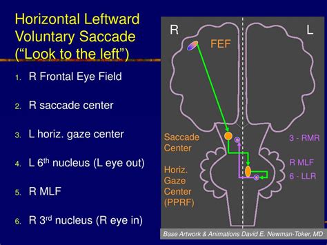 PPT - THE BRAIN’S CONTROL OF HORIZONTAL SACCADIC EYE MOVEMENTS ...