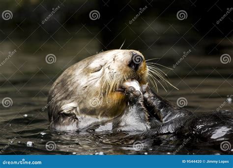 Sea Otter Eating A Crab Royalty-Free Stock Photo | CartoonDealer.com #89779863