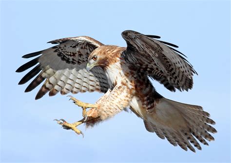 hawk summary | Britannica