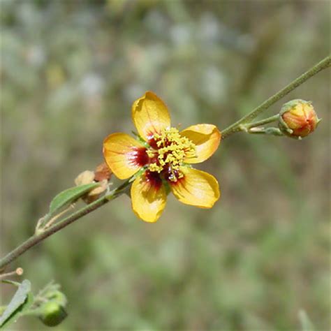 Abutilon incanum - Pelotazo, Hoary Abutilon - Southeastern Arizona Wildflowers and Plants