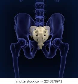 Human Sacrum Bone Anatomy Medical Illustration3d Stock Illustration 2245878941 | Shutterstock