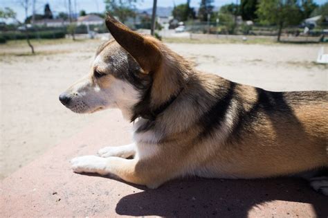 Corgi Husky Mix: Husky Corgi Mix | All Things Dogs