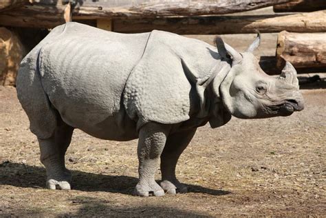 Javan Rhinoceros Animal Facts | Rhinoceros Sondaicus - Wiki Point