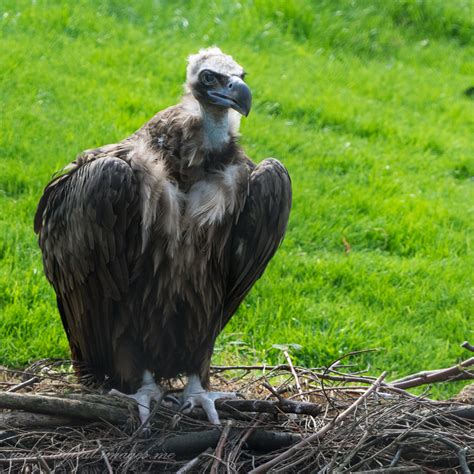 Eurasian Black Vulture - Digital Images