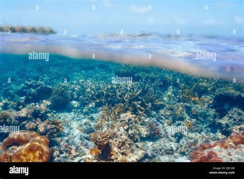 Coral reef at Maldives Stock Photo - Alamy