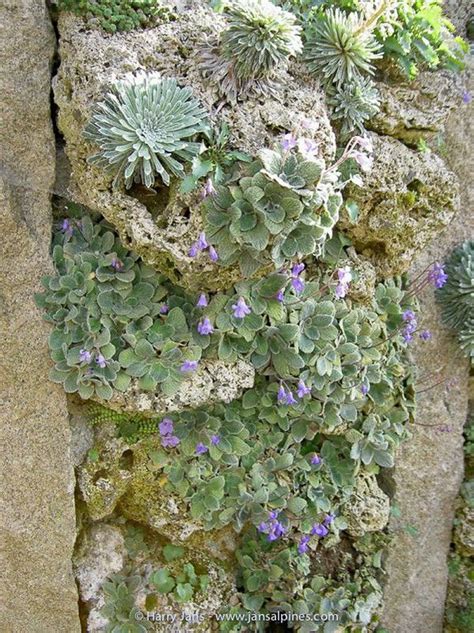 Tufa Wall & Tufa Column - Harry Jans | Rock garden plants, Rock garden ...