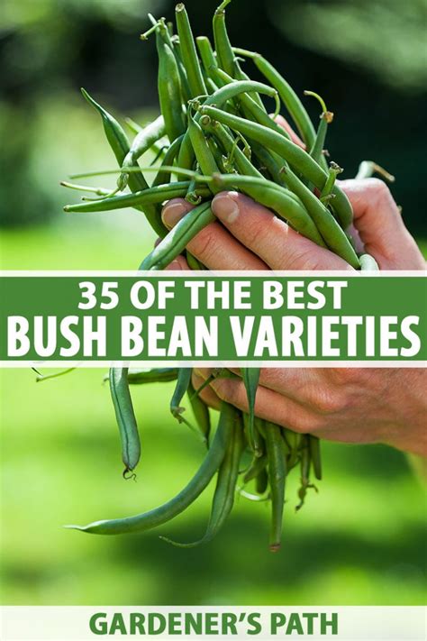 35 of the Best Bush Bean Varieties | Gardener’s Path