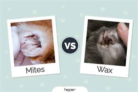 Cat Ear Mites vs Wax: The Differences (Vet-Approved Facts With Pictures) | Hepper