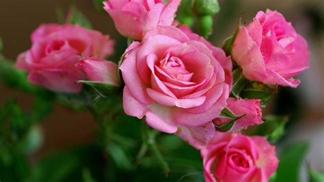 Download Wallpaper 3840x2160 Rose, Pink, Flowers, Bouquet 4K Ultra HD HD Background | Rose ...