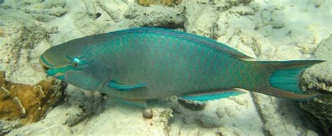 Parrotfish Family Photographs, and Information – Scaridae | Mexican Fish.com