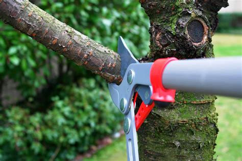 5 Reasons Why Proper Tree Pruning Should Be Part of Your Landscape Maintenance Plan